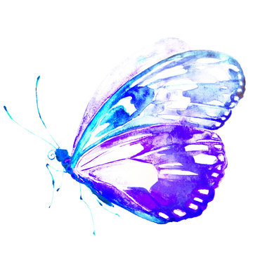 butterfly,watercolor, isolated on a white