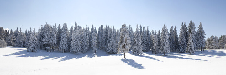 Landscape With Snowy Pine Forest
