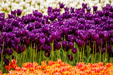 Spring flowers tulips, a gift for March 8