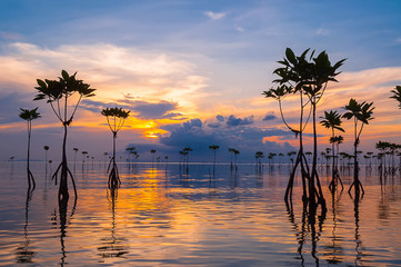 Young sprouts in mangrove forest during sunset in Thailand.