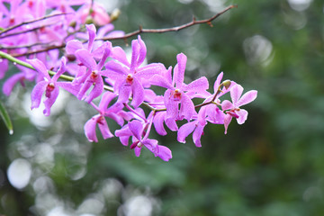 orchidées