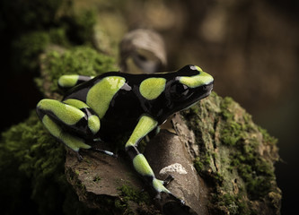 Tropical poison dart frog from the Amazon rain forest in Colombia. Dendrobates auratus a macro of a poisonous rainforest  animal in the rainforest.