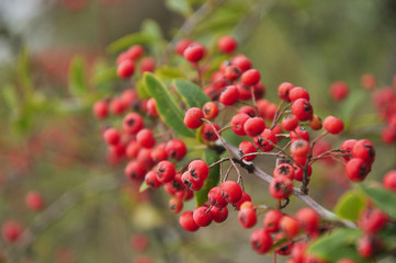 Obraz premium Pyracantha fruit closeup 