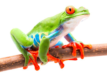 Fototapeta premium Red eyed tree frog from the tropical rain forest of Costa Rica isolated on white.