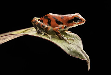 red poison dart frog Oophaga pumilio