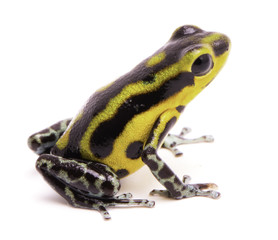 Poison dart frog, an amphibain with vibrant yellow.Tropical poisonous rain forest animal, Oophaga pumilio isolated on a white background.