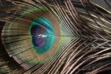 Peacock Feathers