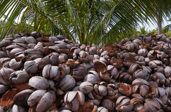 Brown Coconut Coir Husk, Processing Coconuts