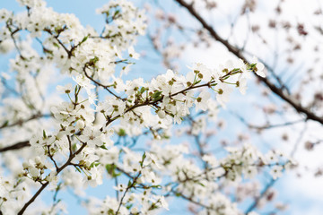 Blossoming of cherry flowers in spring time against blue sky, natural seasonal background