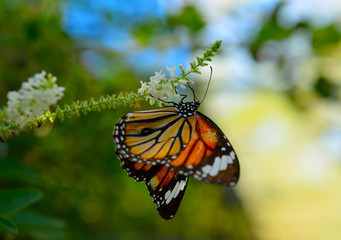 monarch butterfly on a flower