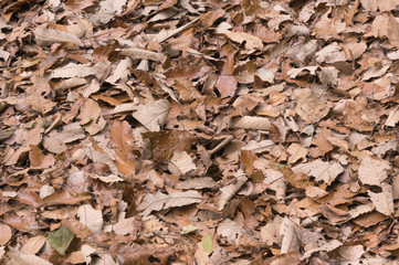 Nature autumn season colorful leave red gold yellow orange green background outdoor.