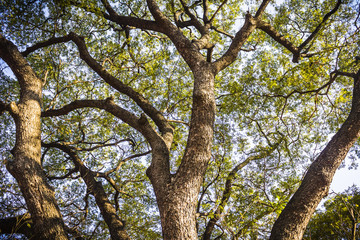 Naklejka premium Views of the big trees in the park, Upward perspective view.
