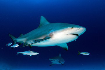 Naklejka premium byk rekin w tle błękitnego oceanu