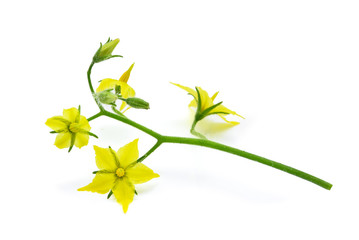 tomato flowers isolated on white background