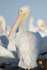 An American White Pelican stands tall on a dock showing off its impressive beak on a sunny day in front of a flock of other pelicans.