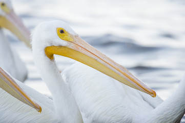 Large orange beak of an American White Pelican as it swims in the water in a flock of other pelican with soft light.
