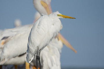 A bright white Great Egret stands in front of White Pelicans with a blue sky background on a sunny day.