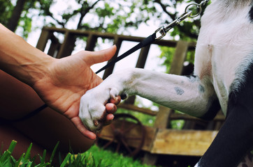 Dog paw and person hand holding, love of an animal.