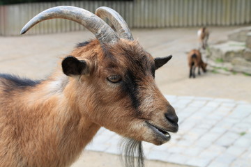 Nahaufnahme Ziege (Dortmunder Zoo)