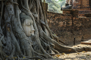 Fototapeta na wymiar head of buddha in root of tree