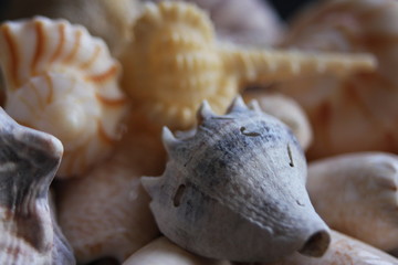 Macro Imagery Beach Seashells Natural  Colors 