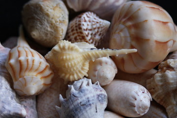 Macro Imagery Beach Seashells Natural  Colors 
