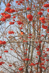 Bullfinch on branch of rowan in winter