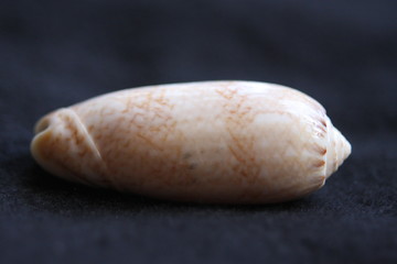 Macro Imagery Beach Seashells Natural  Colors 