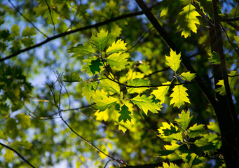 Leaves in forest