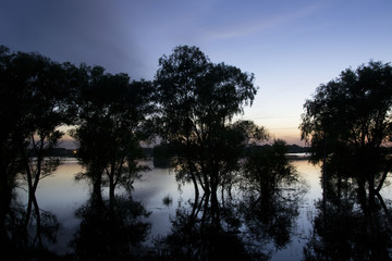 Trees flooded lake during the evening sunset