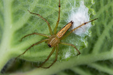 Spider guarding her eggs