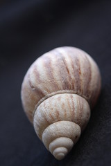 Macro Imagery Beach Seashells Natural  Colors 