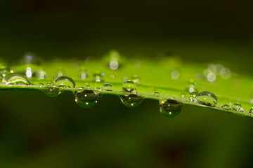 Drops of dew on the grass close up
