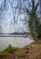 Waterfront and beautiful ducks at the Leman lake