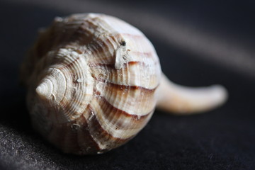 Beach Seashells Natural  Colors 