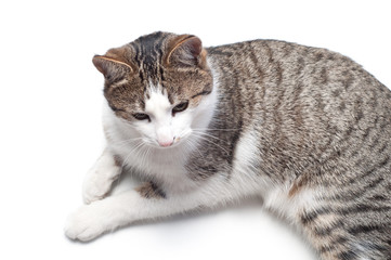 Funny domestic cat on the white background