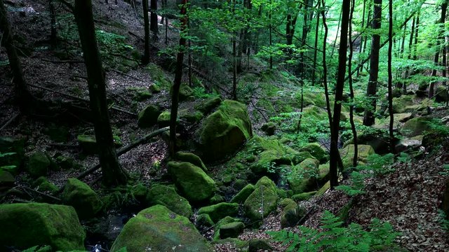 A gloomy, rocky forest area