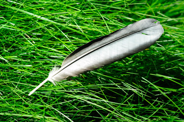Bird feather on the green grass close up