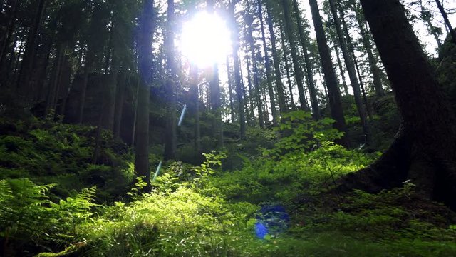 Sun shines through trees onto ferns in a forest