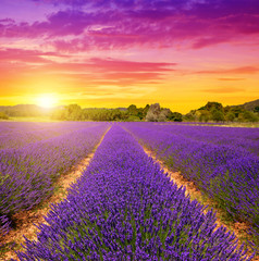 Champs de lavande en Provence au coucher du soleil - France, Europe.