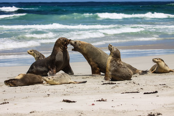 Group of Australian sea lions playing on the beach, Seal Bay, Kangaroo Island, South Australia