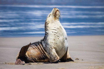 Impressive Australian sea lion on the beach sitting upright, Seal Bay, Kangaroo Island, South Australia