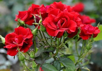 bunch of red roses on a rose bush in a garden