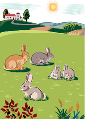 Rabbits and bunnies, on a grass chewing their cud.