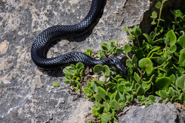 Close up of a dangerous Black tiger snake in natural habitat, Kangaroo Island, South Australia