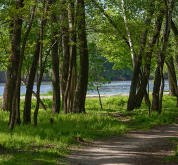 Pathway in the shade of park trees along rowing canal.