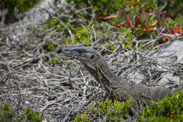Close up of Lace Monitor, Kangaroo Island, South Australia
