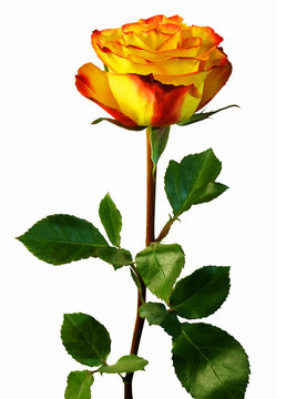 Yellow and red rose isolated on white background.
