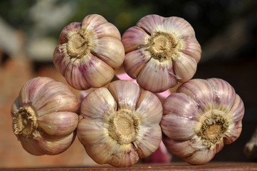 A bunch of ripe garlic stem, heads and teeth on blurred background