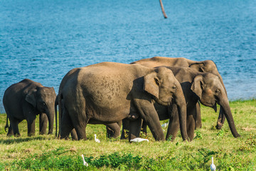 Herd of elephants at the waterhole in Minneriya national park Sri Lanka